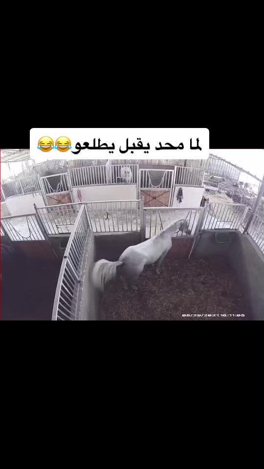 @חוסיין כעביה🐎