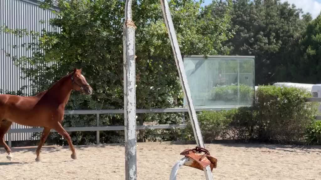 @TDDG Equestrian