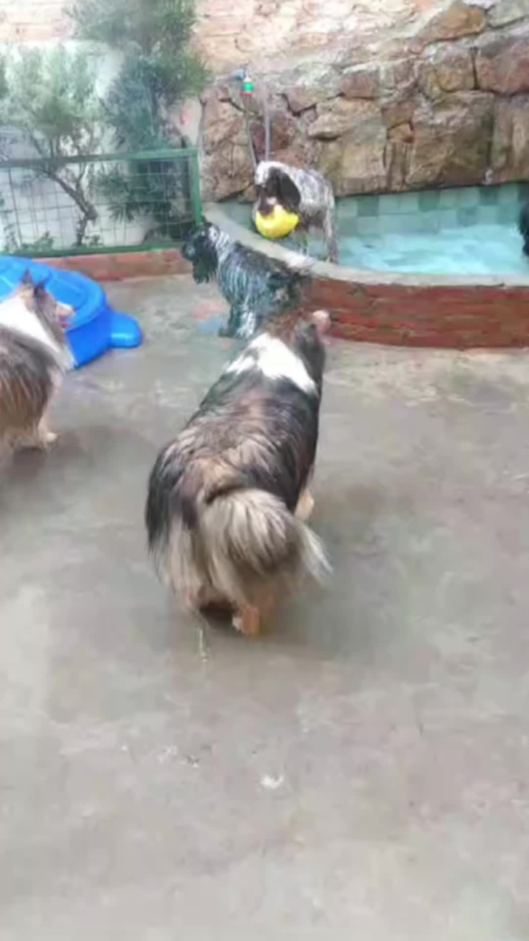 @Vila Dog | Daycare | Hotel Pet