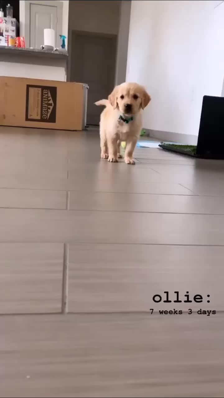 @Oliver 🐶