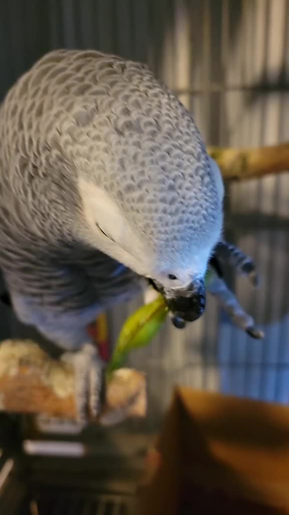 @Ben the bird
