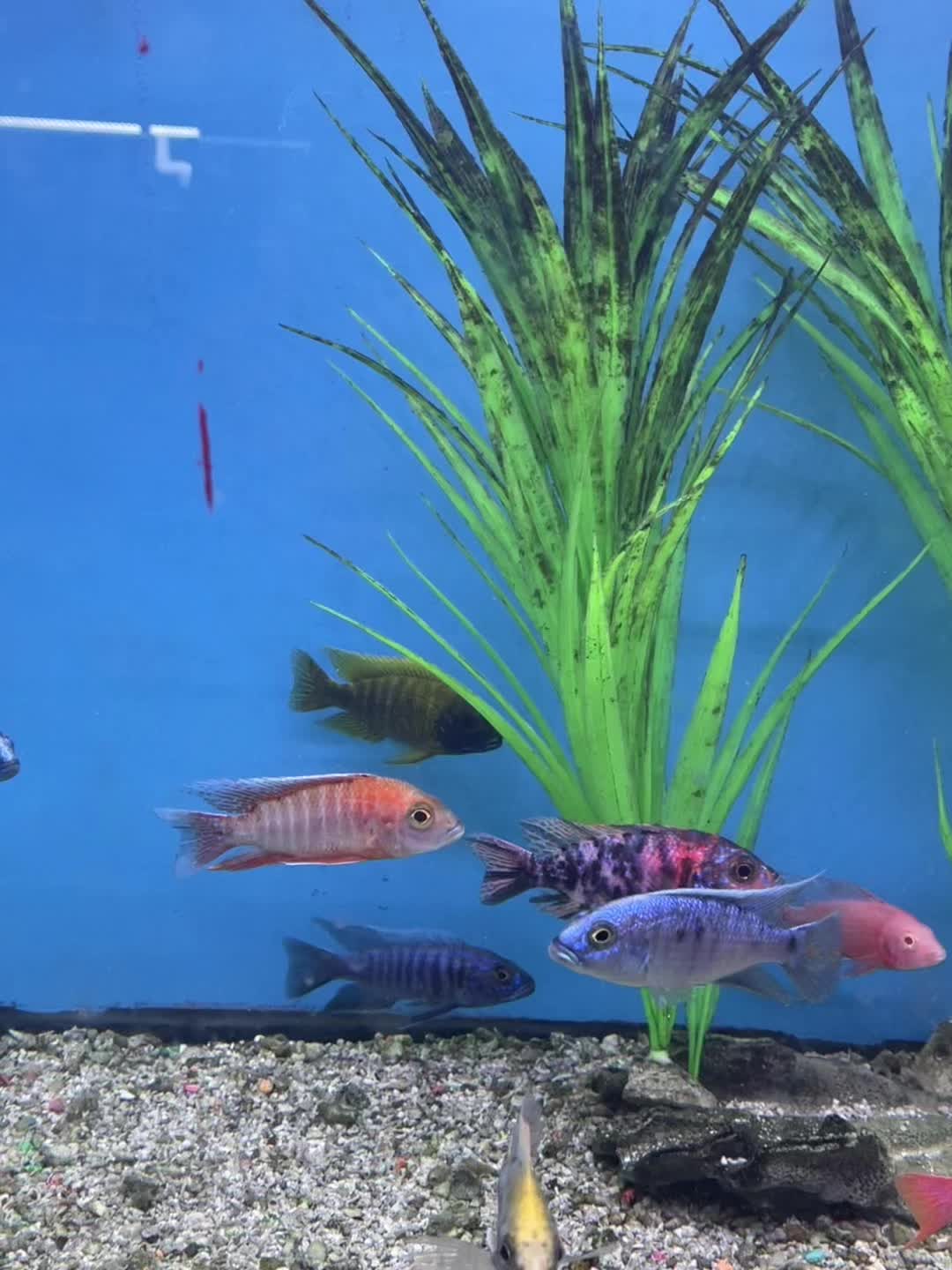 @Aquarium Paradise