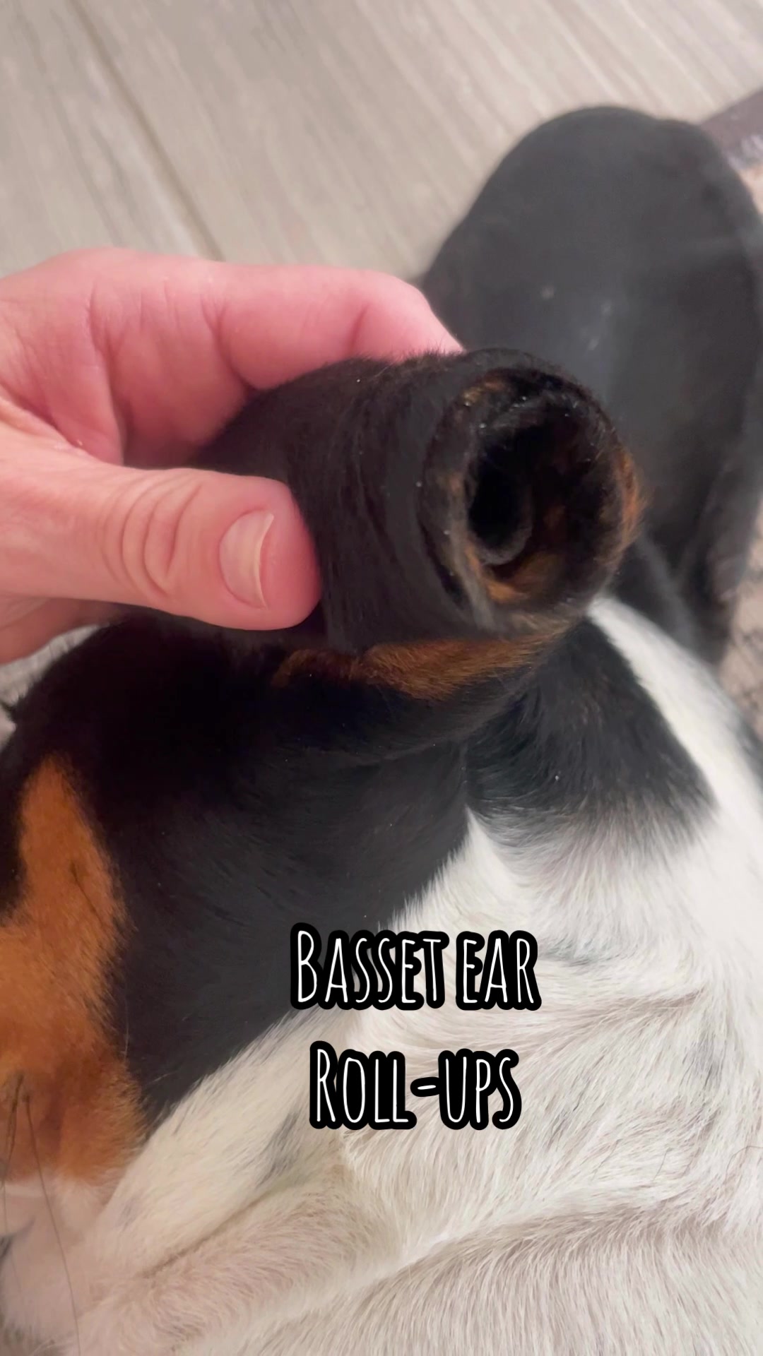 @🐾BillieBasset🐾