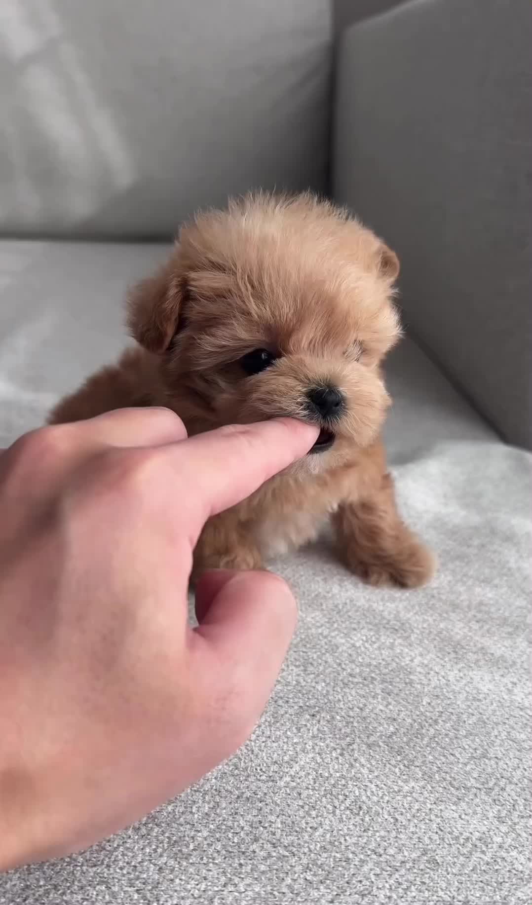 @PUPPIES25•COM