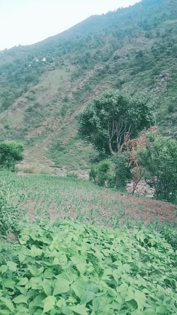 @Manju Sharma