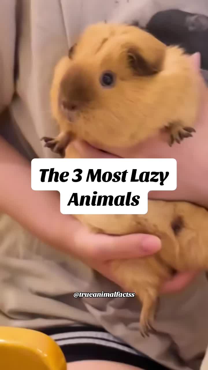 @trueanimalfactss