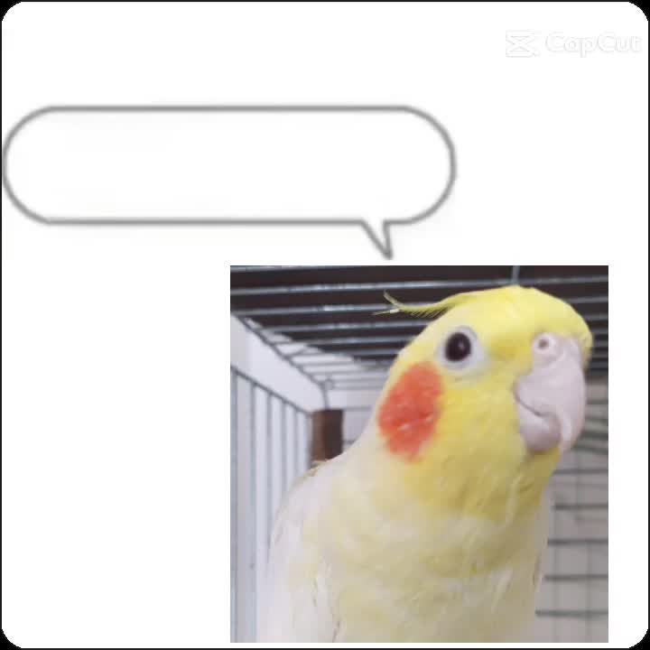 @𝙇𝙪𝙘𝙖𝙨 𝘼𝙍𝙉 🦜
