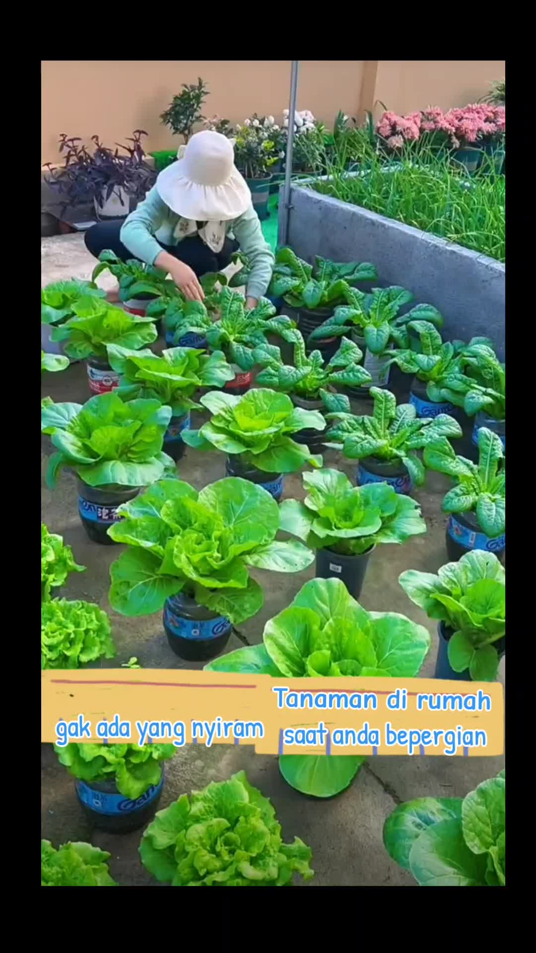 @hanifarm