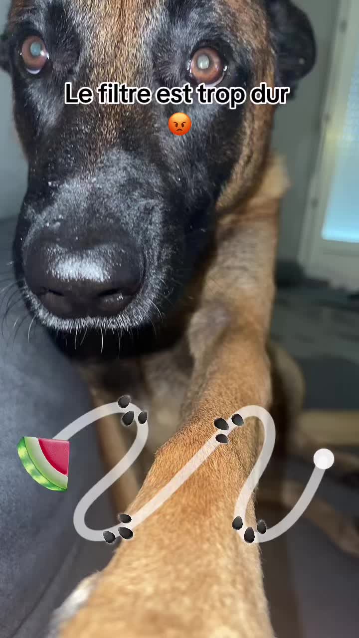 @Rios le malinois 🐕