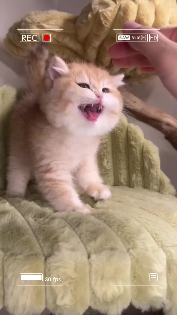 @CutePetEncyclopedia