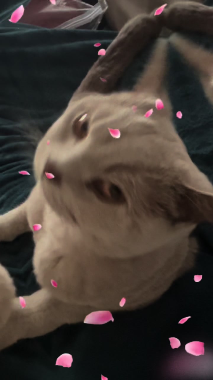 @Kirby&rsquo;s Dreamland