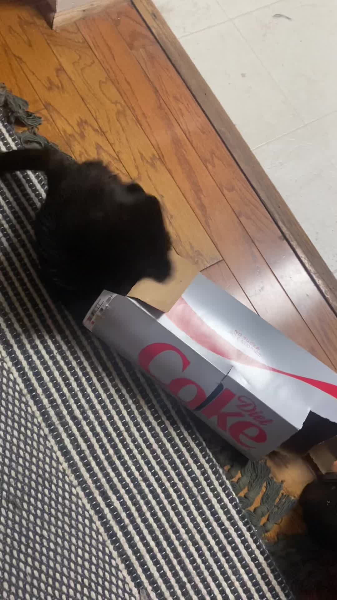 @Mr. Tiny Bagheera