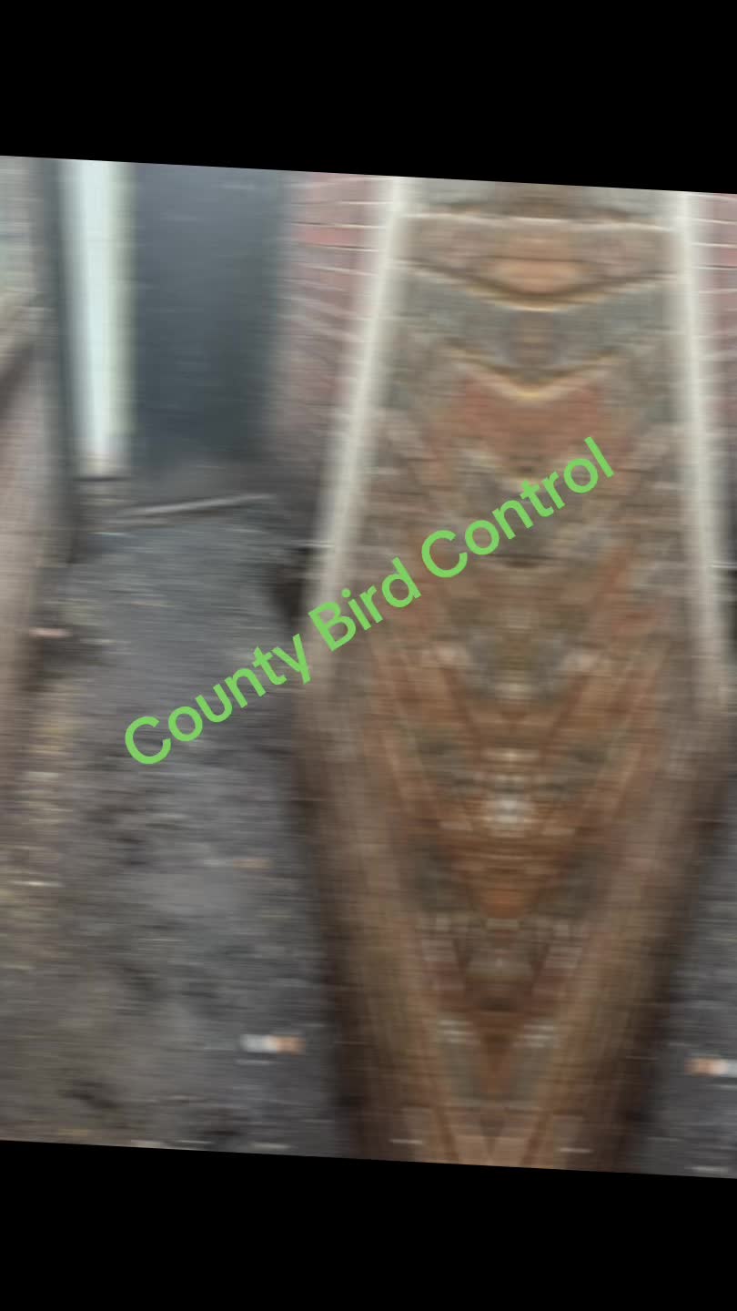 @CountyBirdControl