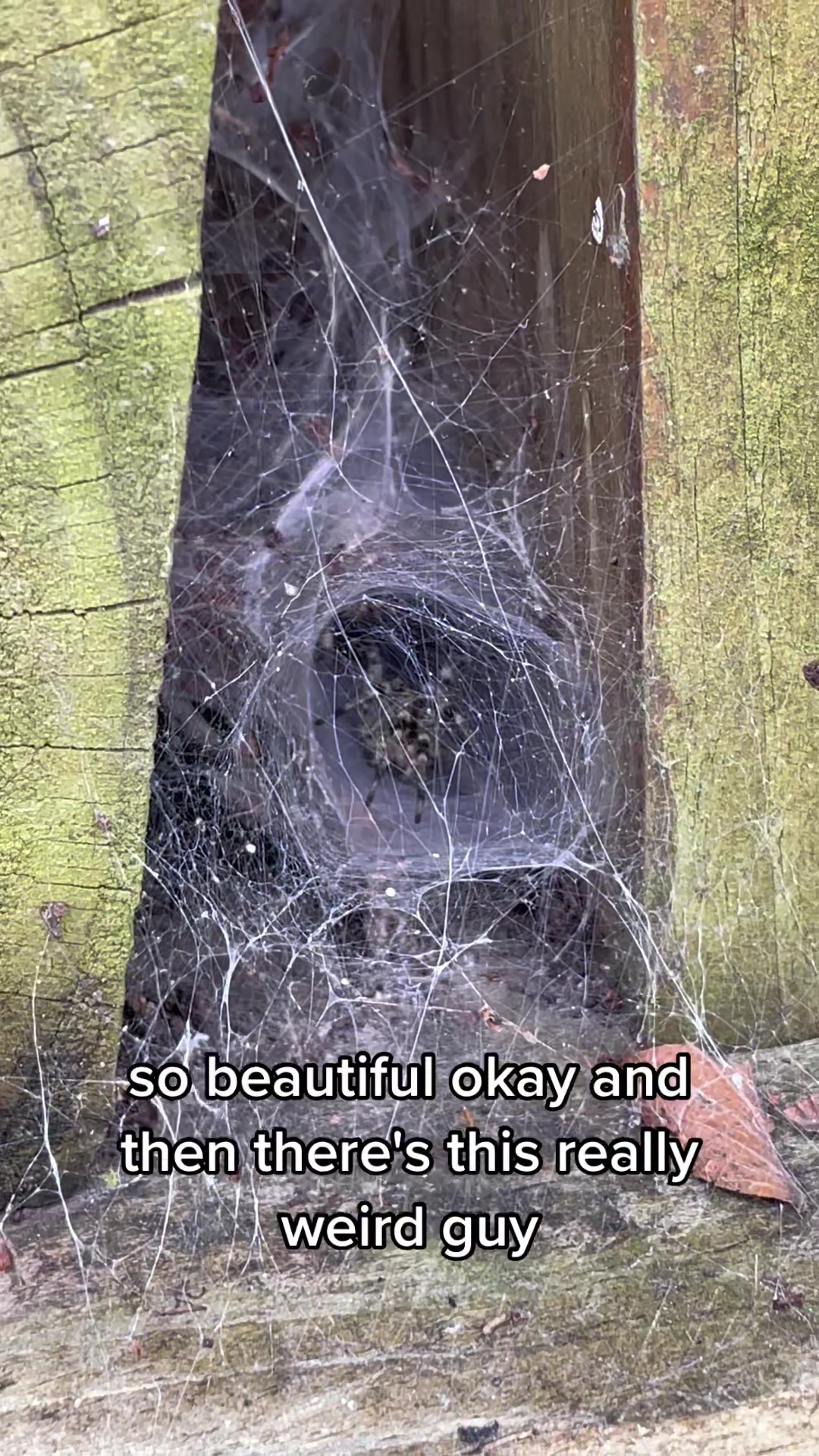 @veronica 🕷️