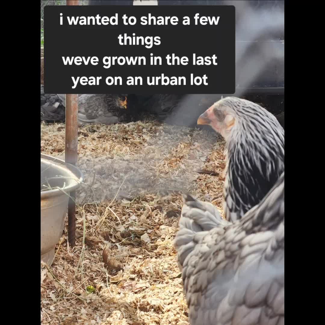 @ArtisticChickenButt
