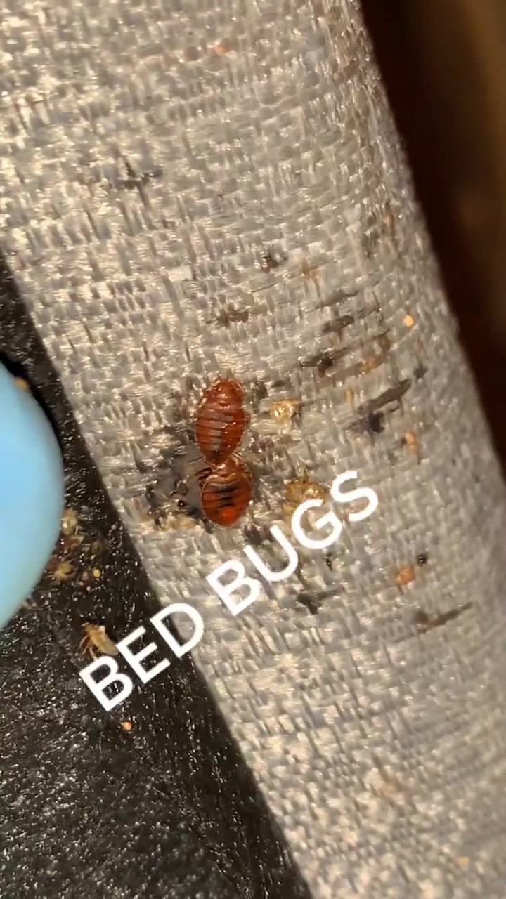 @JetCo Pest & Bed Bug Services