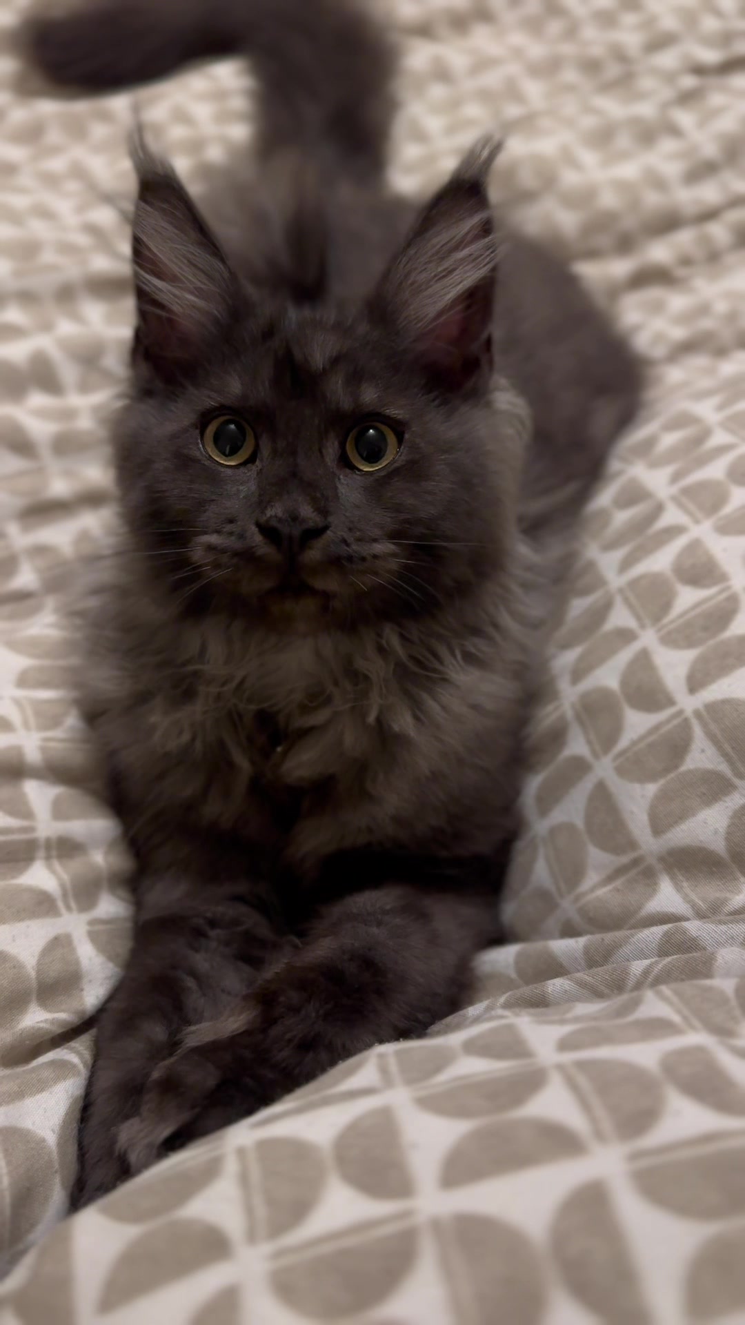 @saint.cat