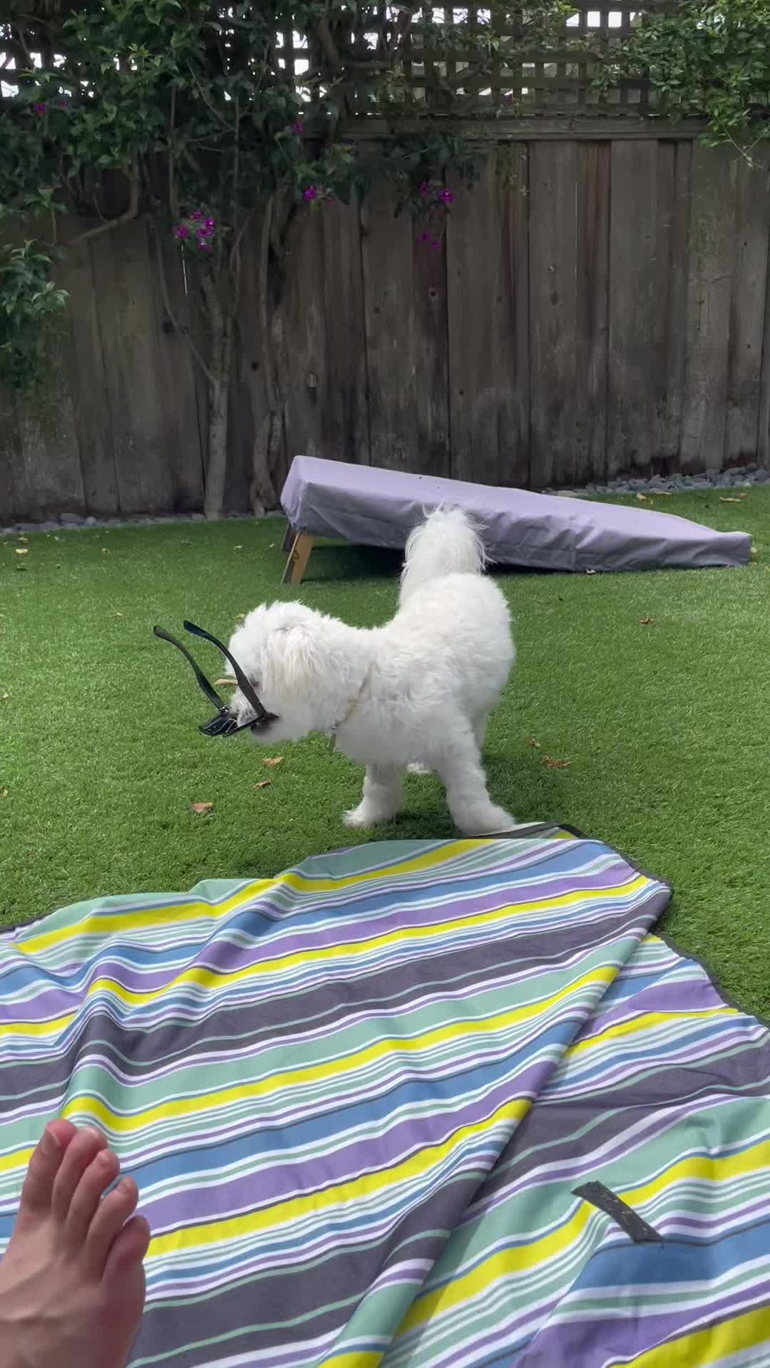 @Cloud the Dog
