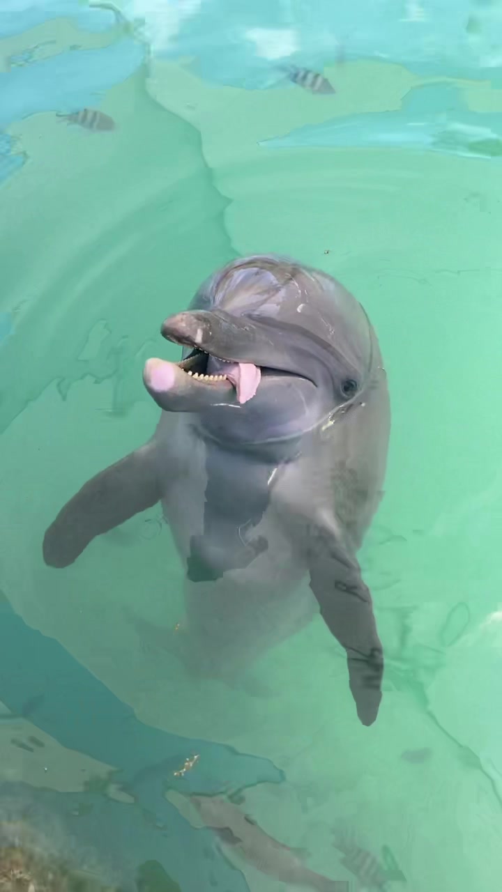 @dolphinconnection