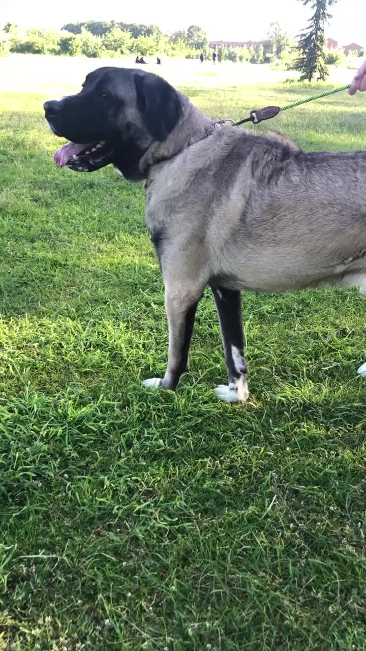 @Uk kangal kennels