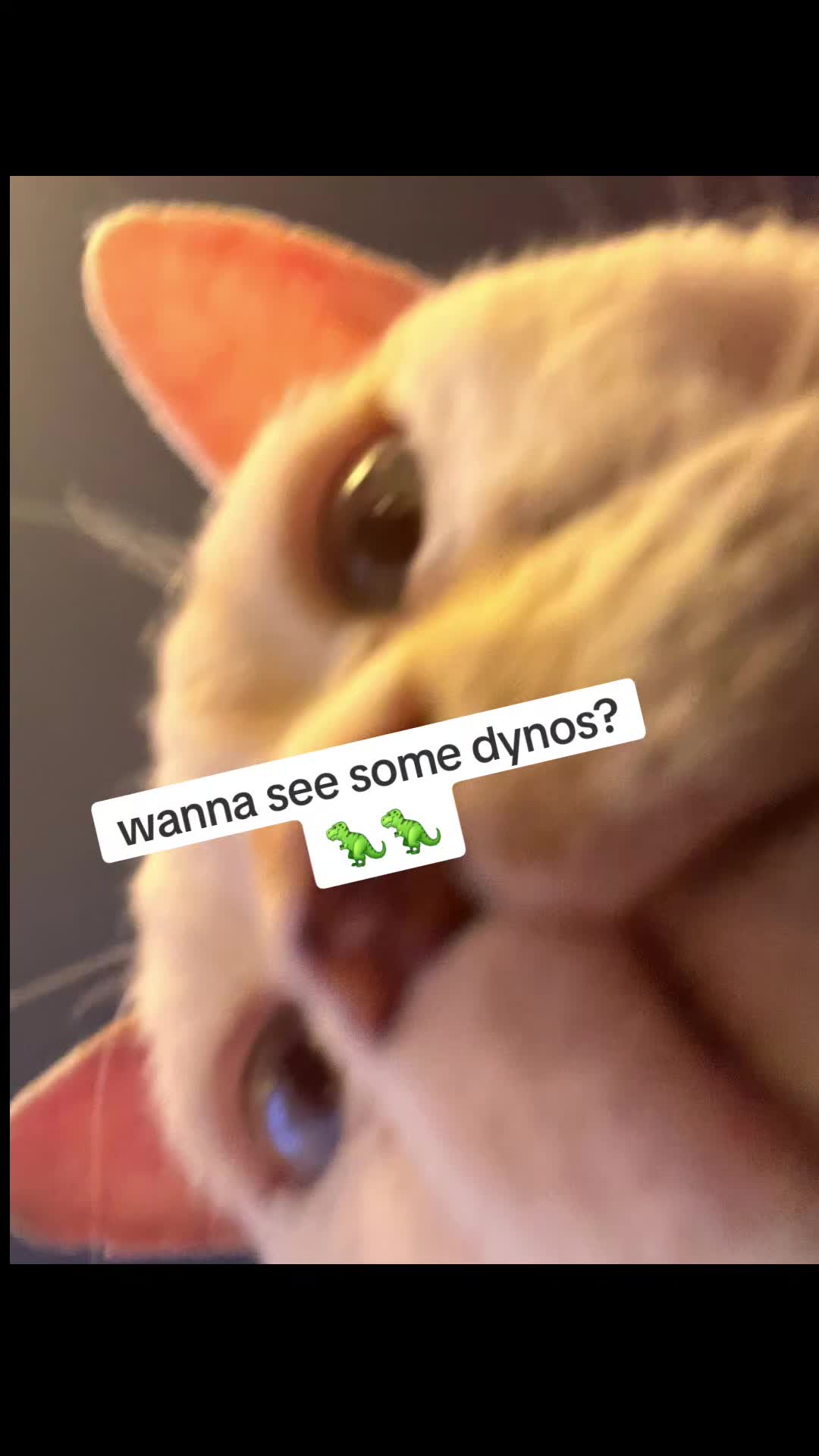 @boulder_dubs