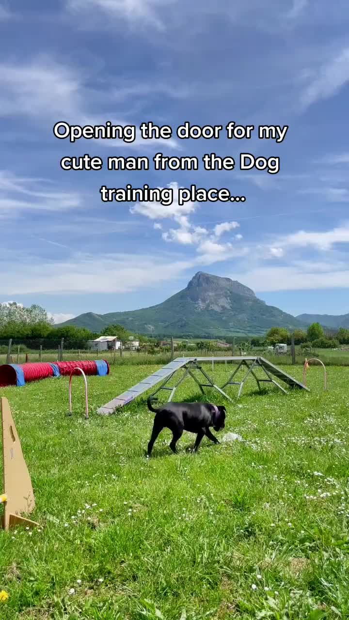 @krisyourdogtrainer