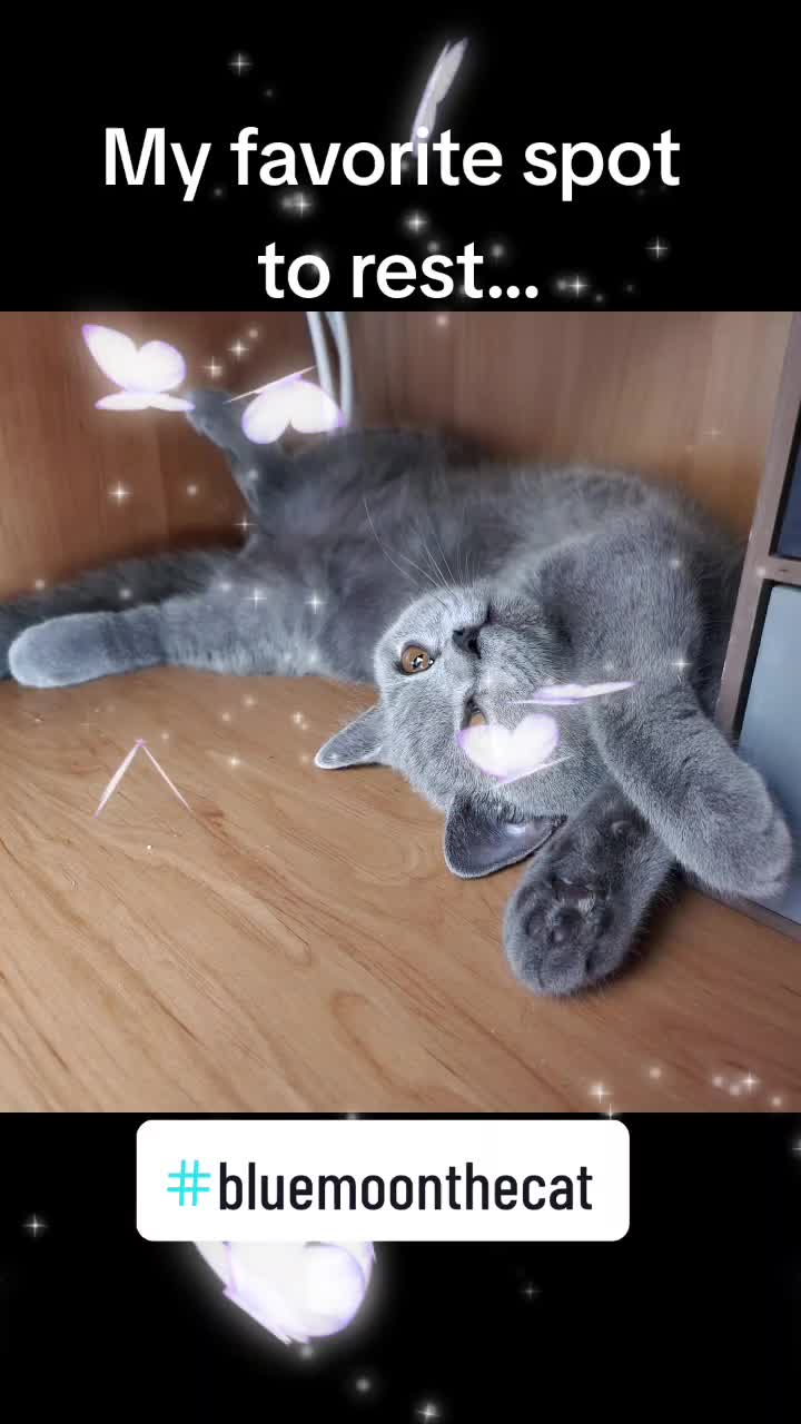 @bluemoonthecat