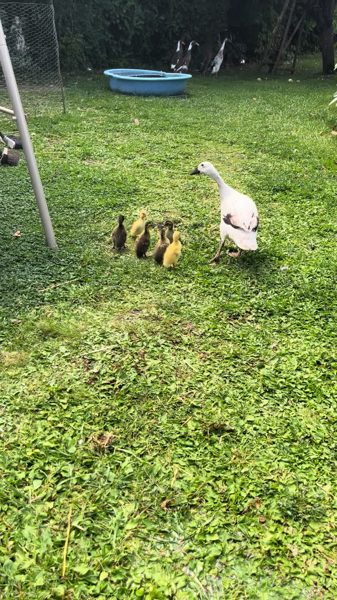 @Crazy Duck UK