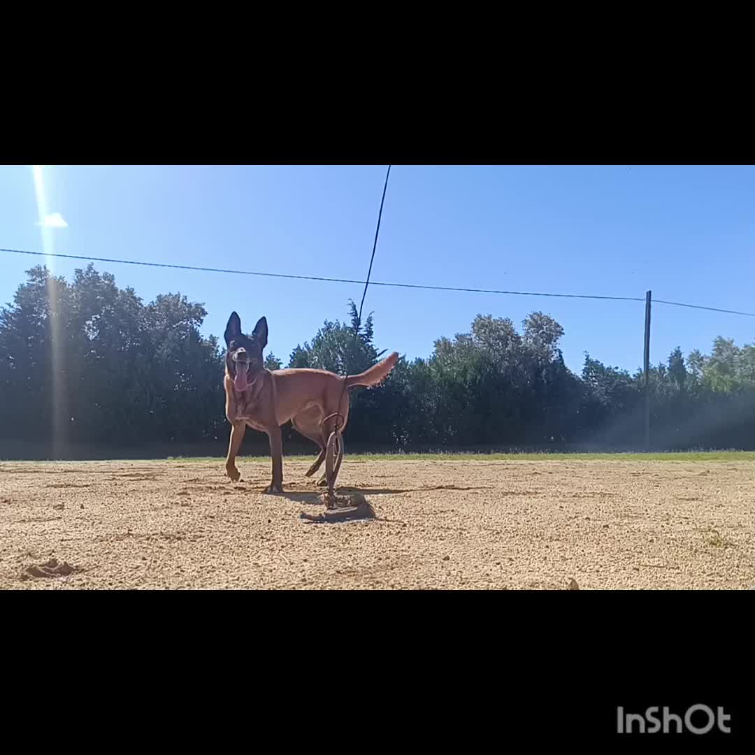 @Rock a Dog