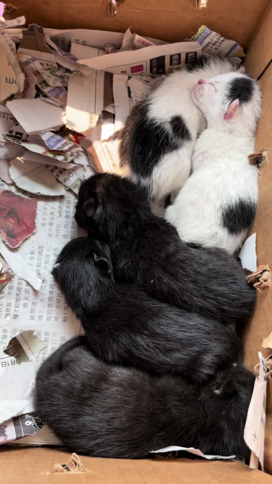 @sam_saves_cats