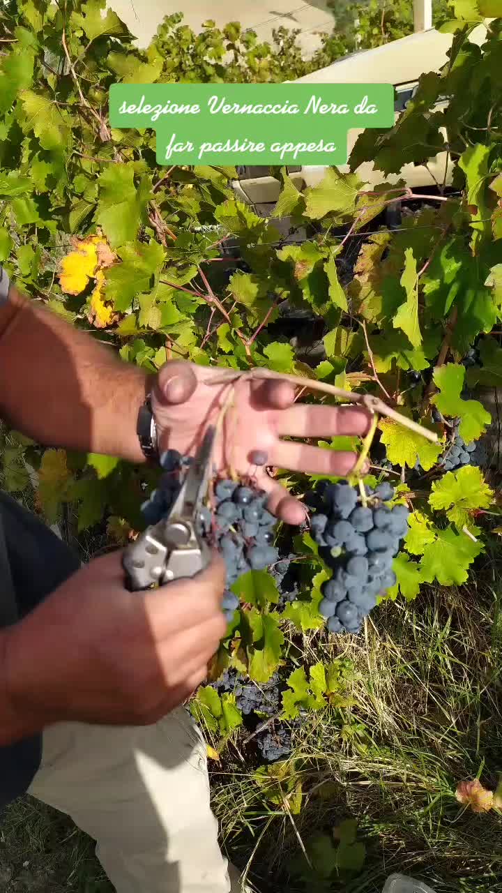 @Dante Duri