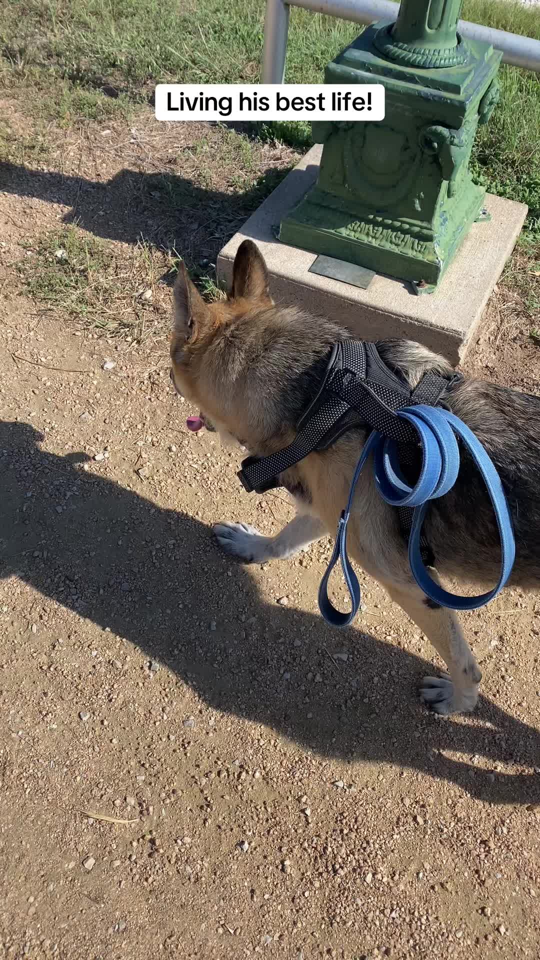 @GSD dog owner!!!