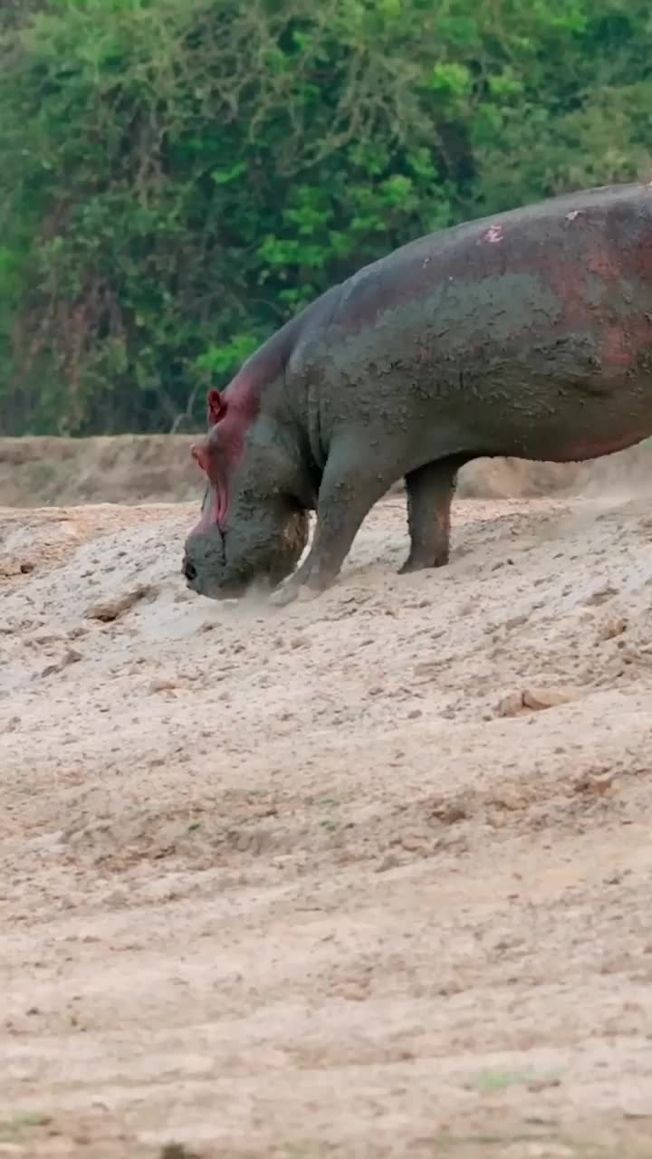 @Predator Life