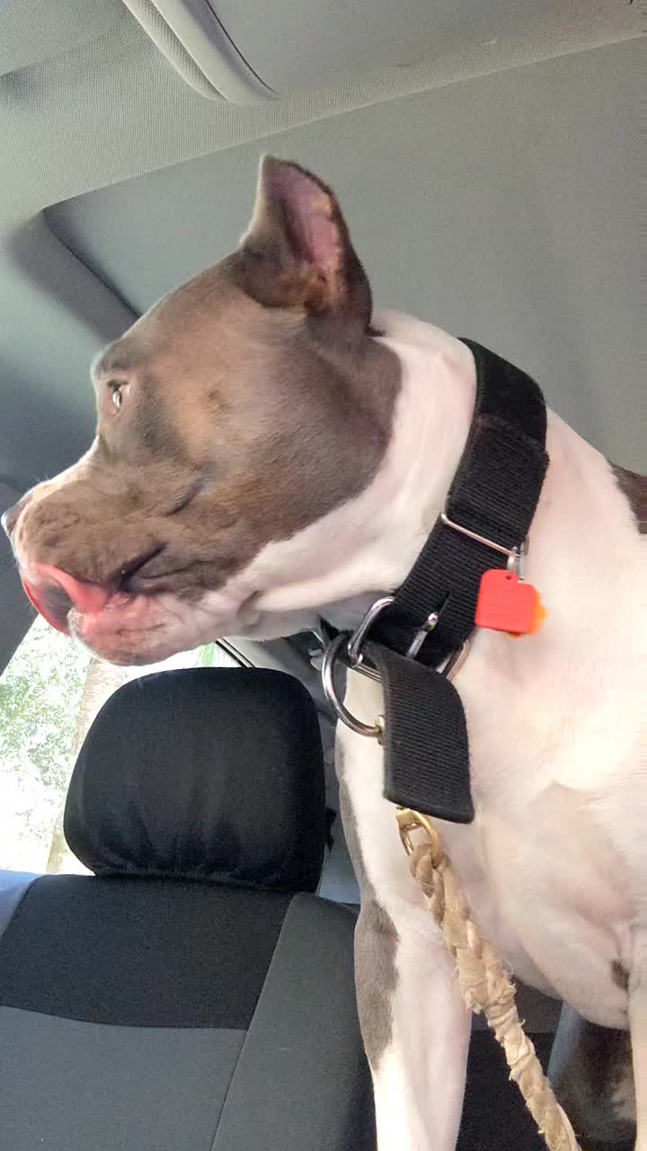 @Bella_Blue_Bully