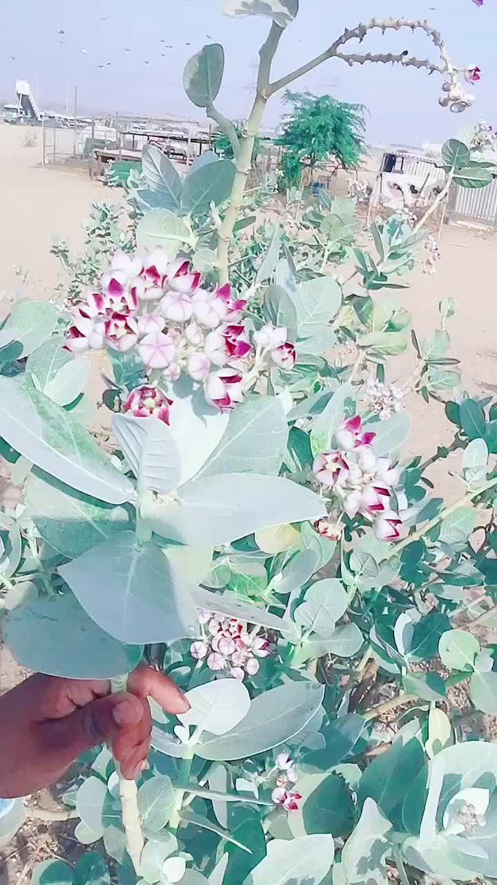 @Ravi Ramulu