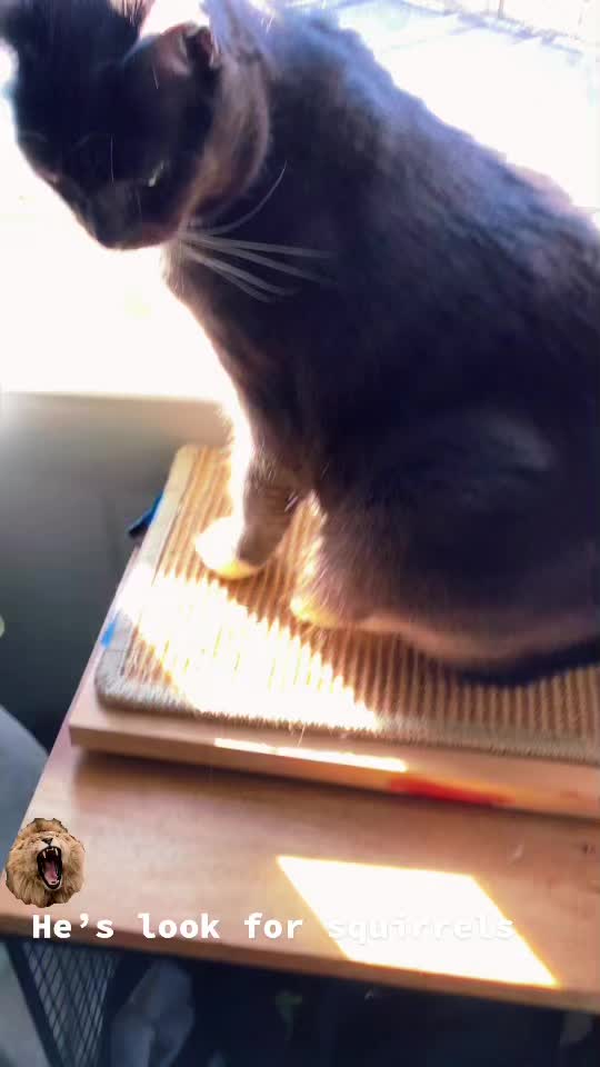 @Grayartcat