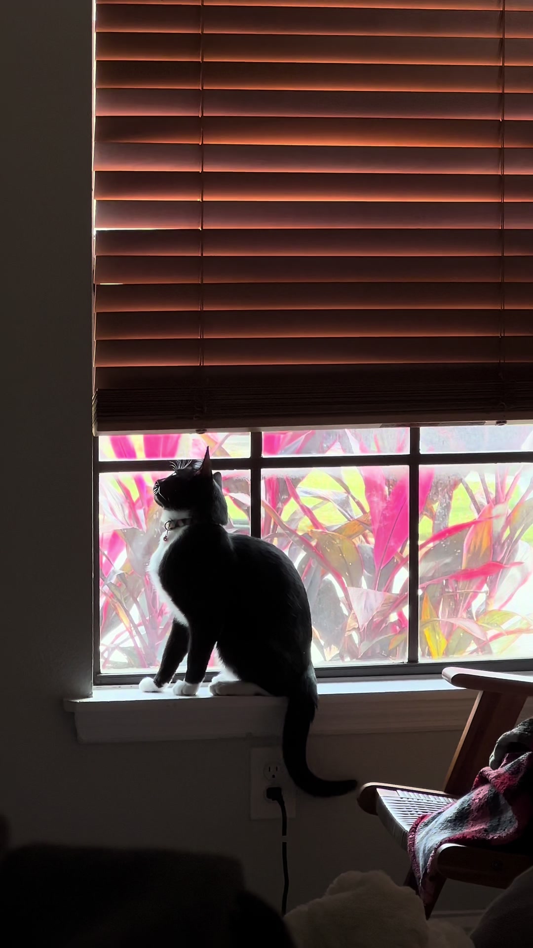 @Ryugyu Cat