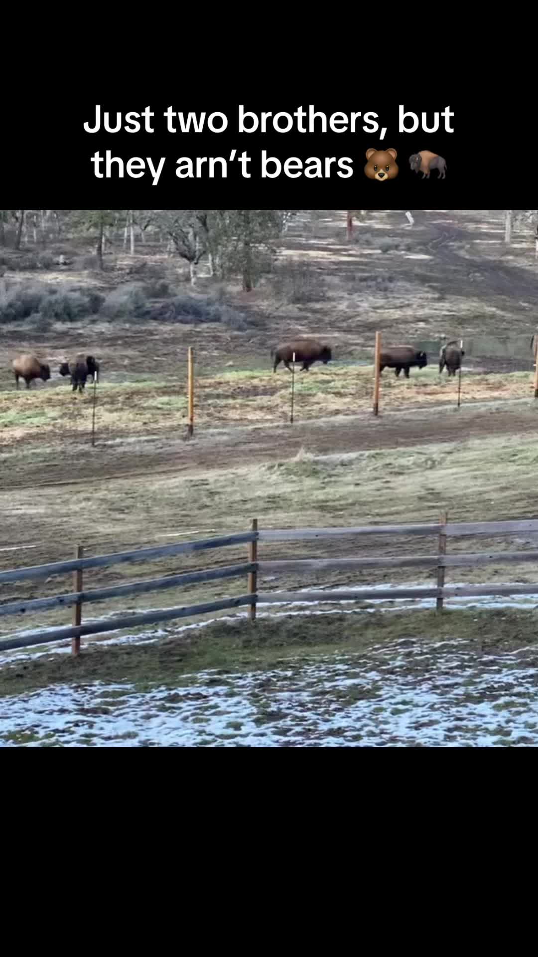 @Wild Oasis Bison Ranch