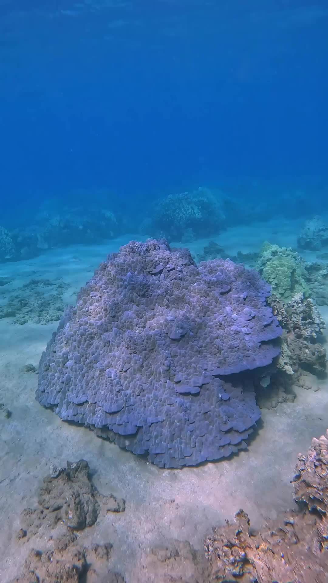 @Sky | Underwater Photographer