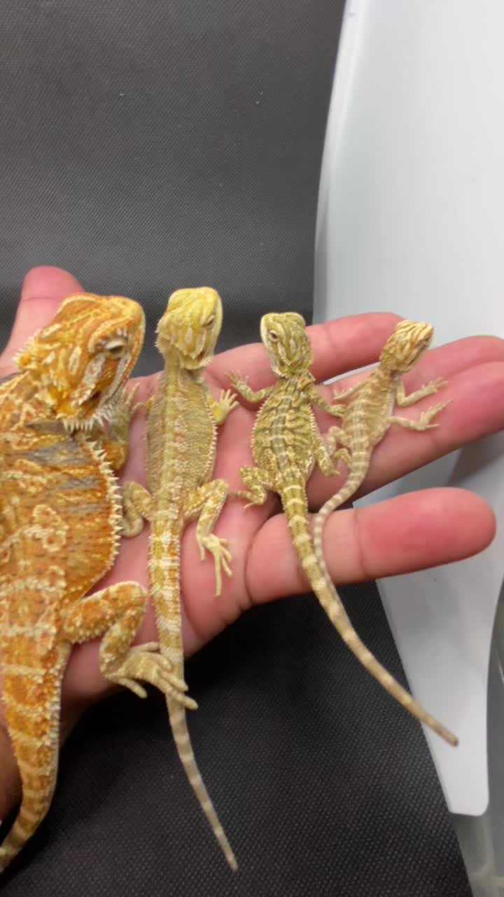 @reptile_garage