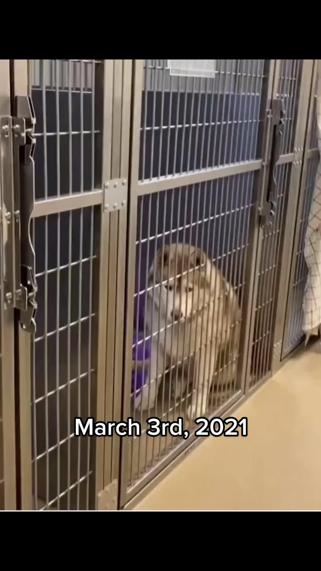 @Ray of Hope Rescue