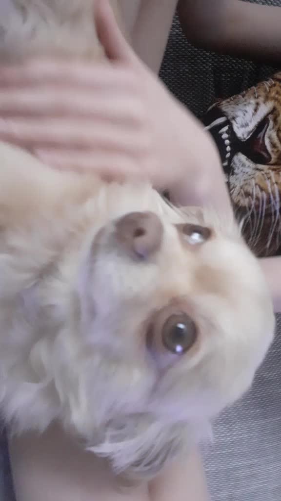 @sissi_dog