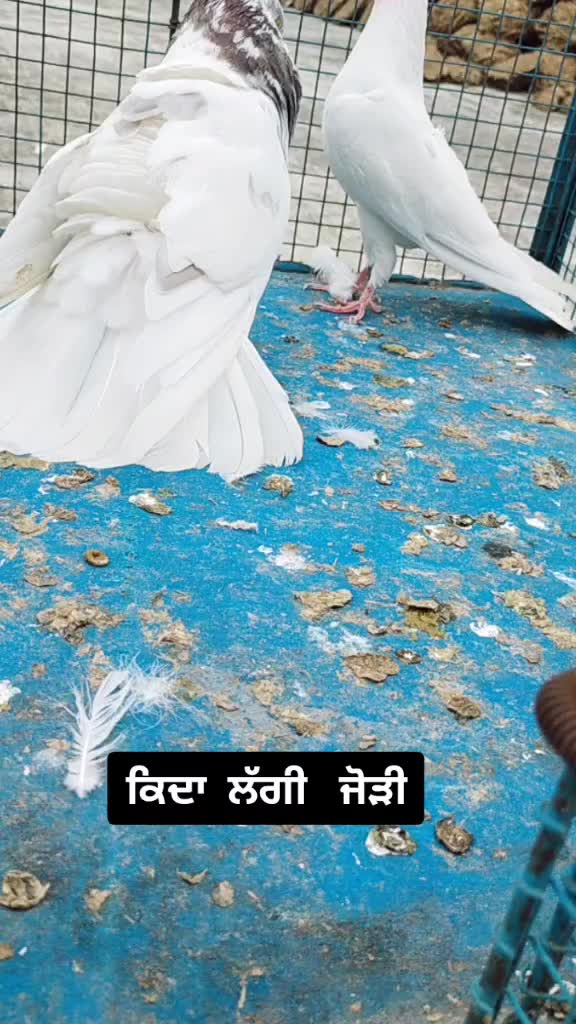 @Satnam Singh