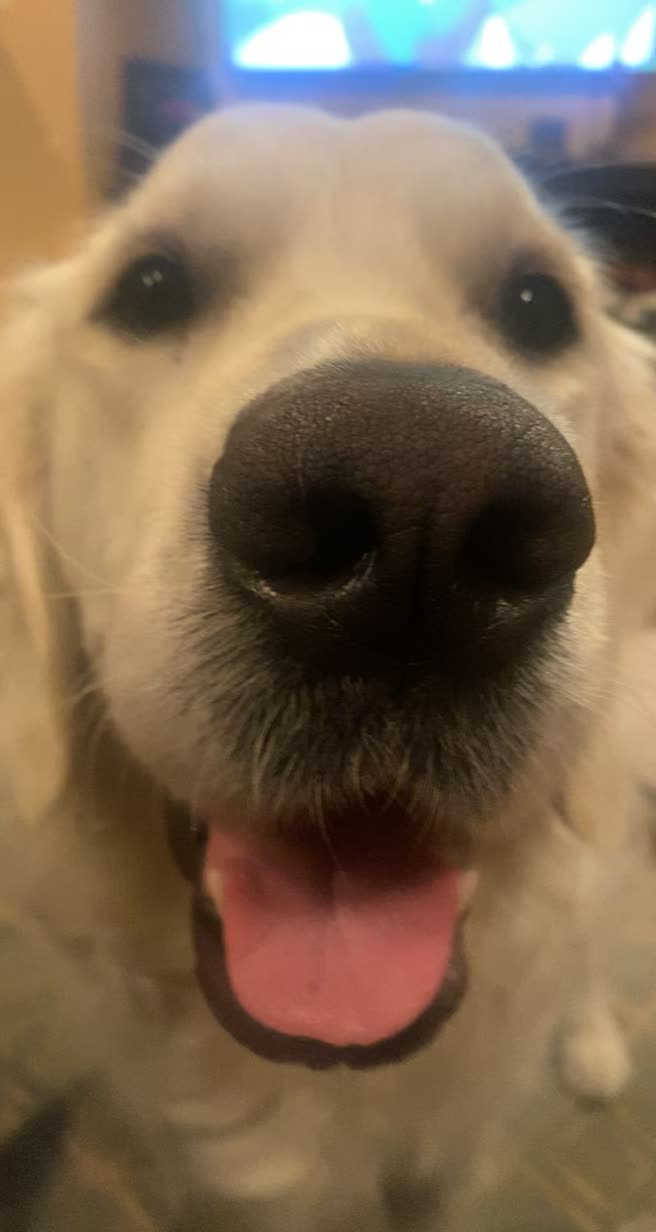 @pierredawg