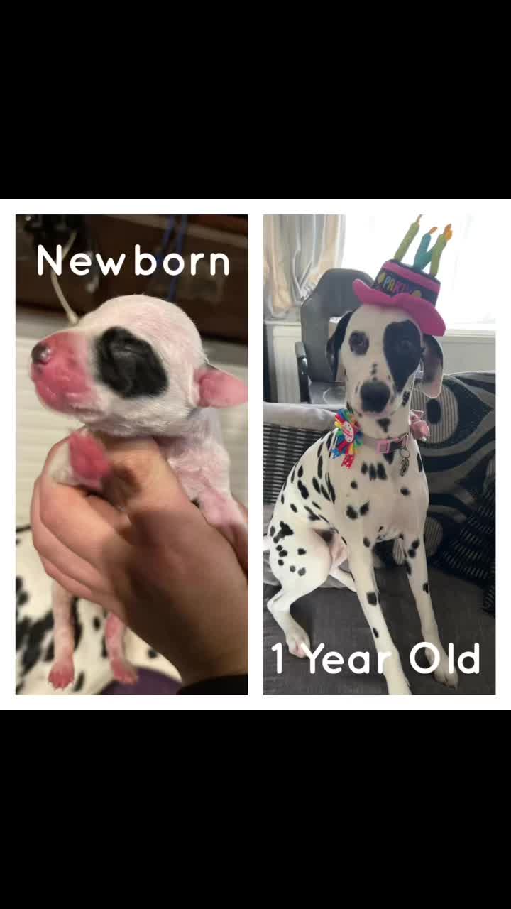 @Winter Dalmatian