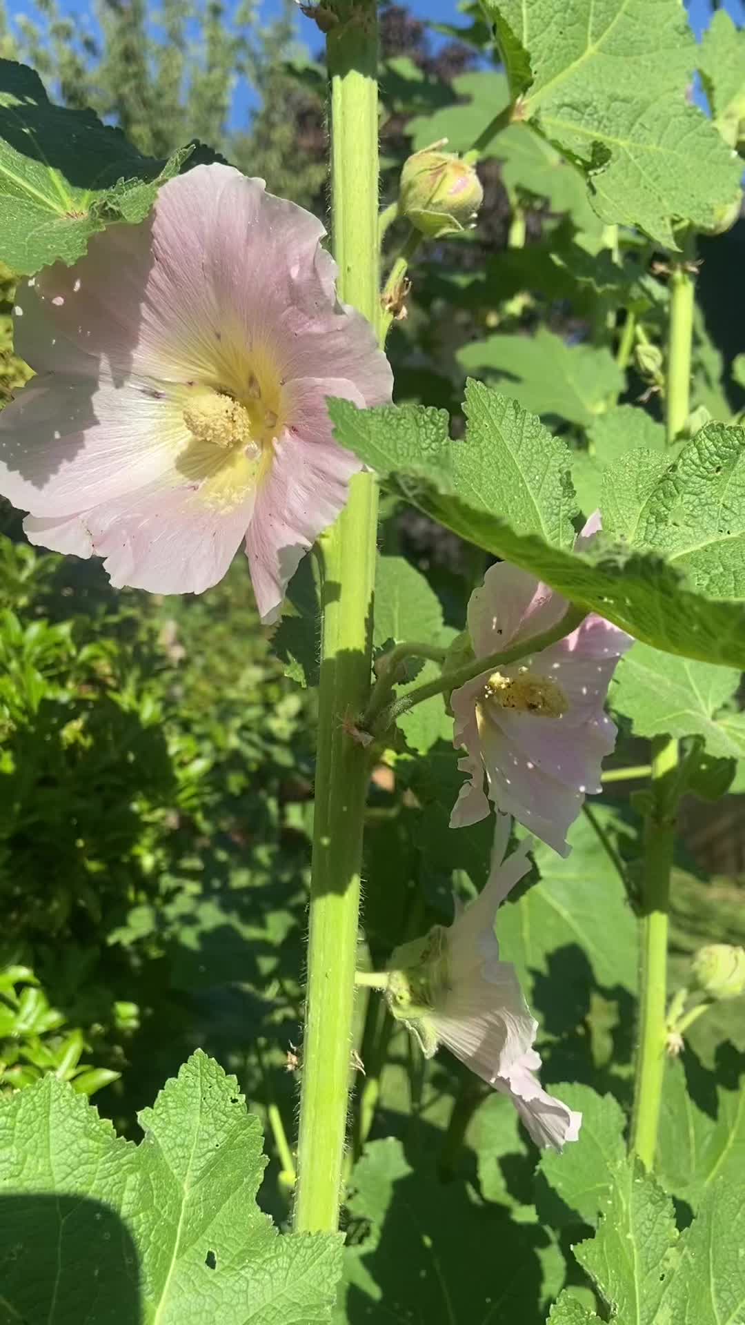 @pnw_dez