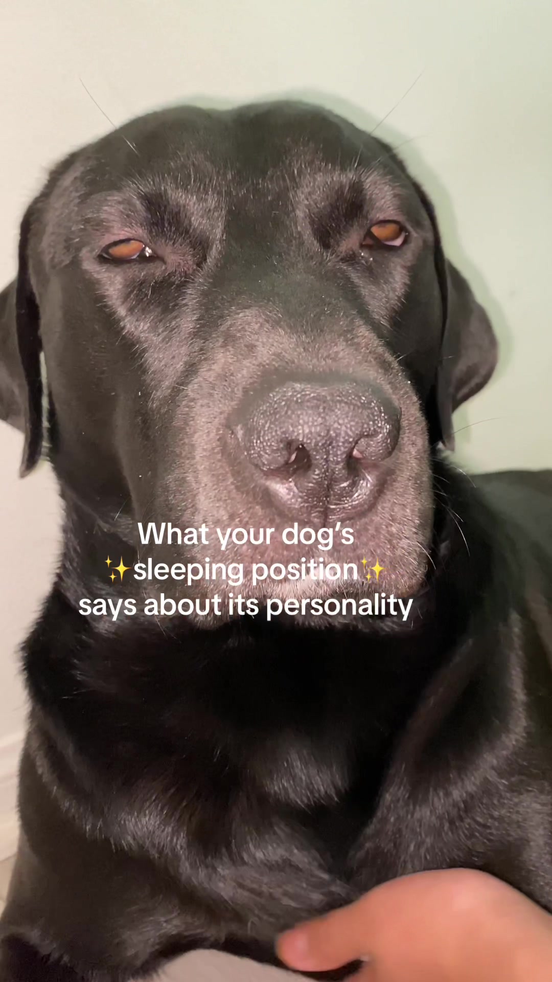 @tagthebullador