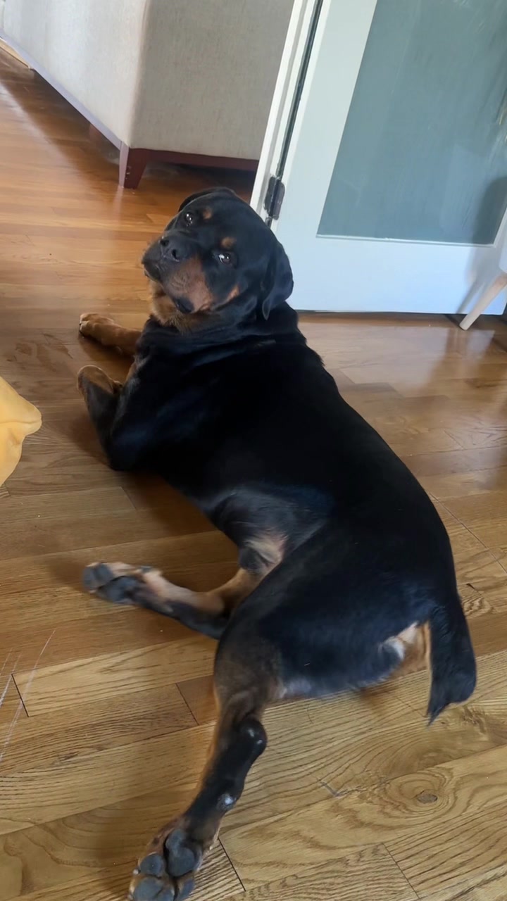 @Pluto the Rottie