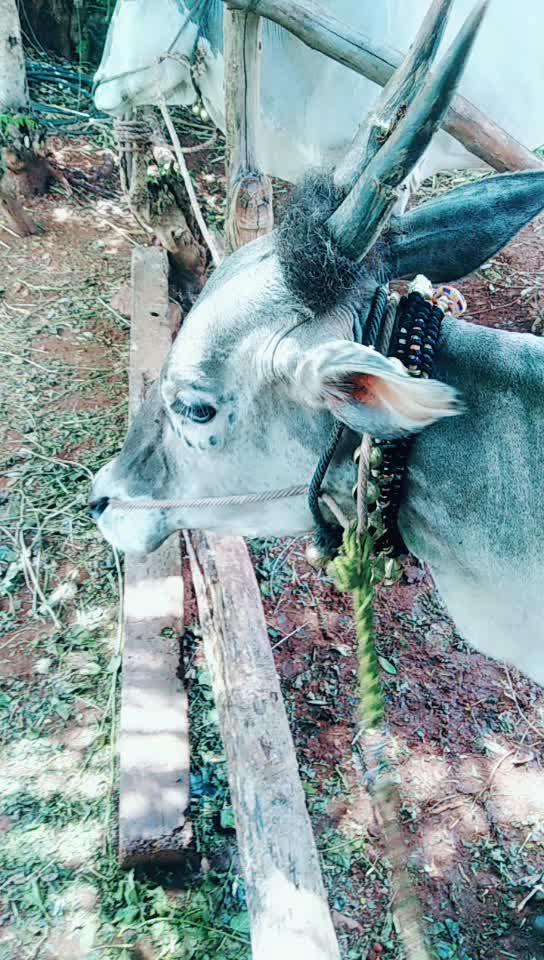 @ಗಾಂಚಲಿ ಹುಡ್ಗ