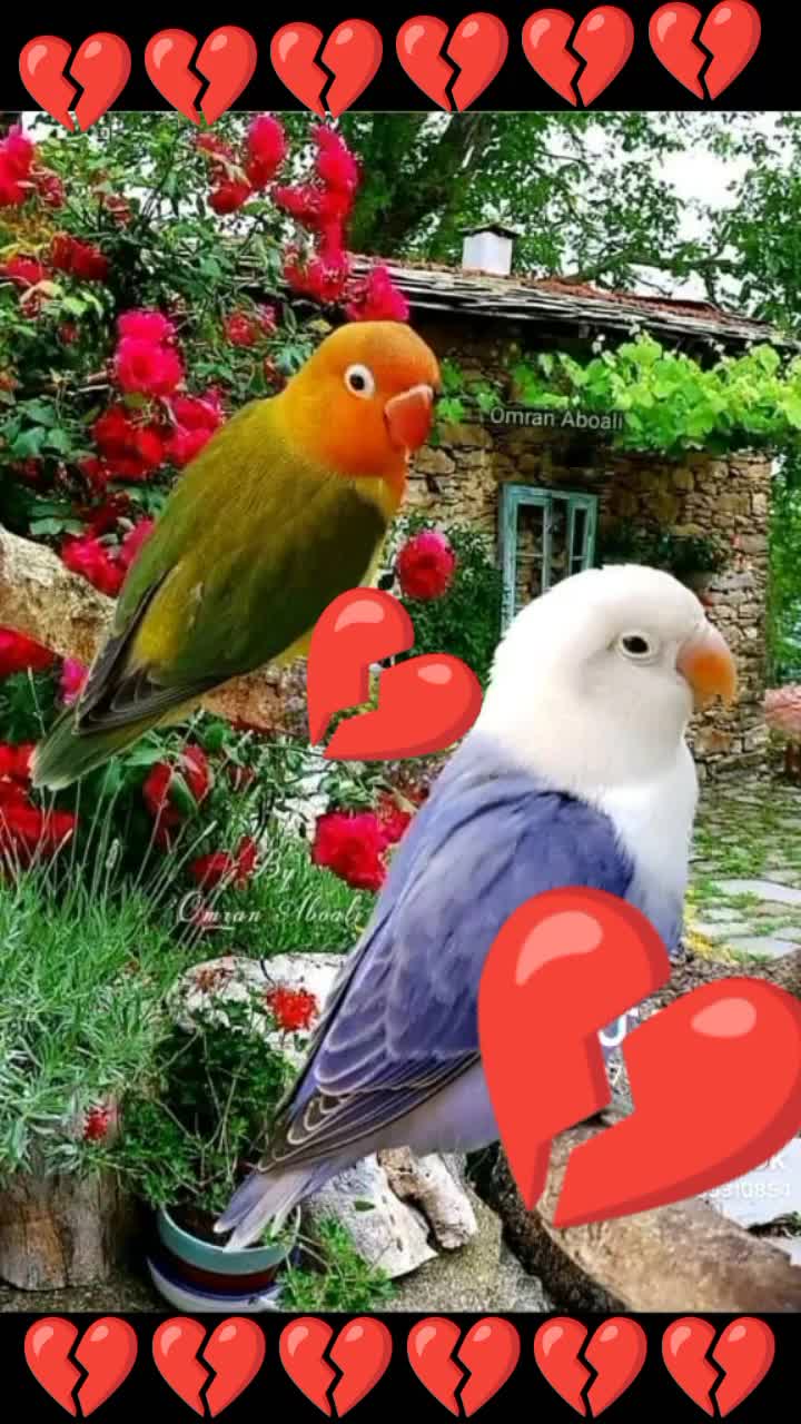 @🕊️⃝💗خالی ھاتھ🙏🩷⃝